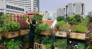 Сингапур превръща свободните пространства в терени за градско земеделие