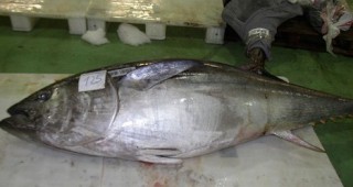Рекордна цена за риба тон в Япония
