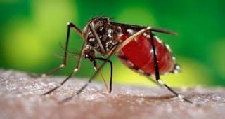 Започнаха обработките срещу комари на територията на Столична Община