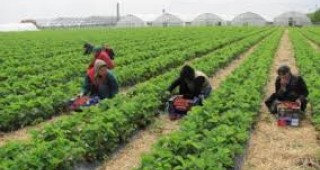 Великобритания изпитва силен недостиг на работна ръка в земеделието