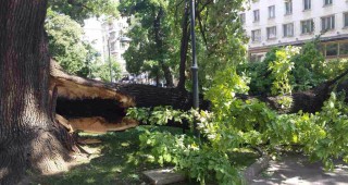 Повален от вятъра вековен дъб в София ще бъде отстранен
