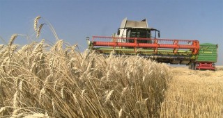 Юнта Куатро - акцент в производството на пшеница