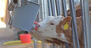 Изборът на млекозаместител определя нивото на развитие на телетата