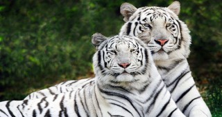 Пет бели тигърчета се родиха в Чили