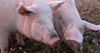 Зараза с бруцелоза стана причина за умъртвяването на над 1000 свине в германска ферма