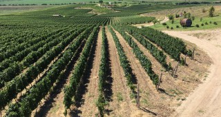 Помощ за гроздопроизводителите от Агрия