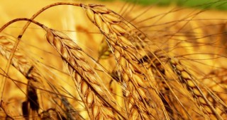 По-ниски добиви от пшеница в Югоизточна България