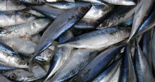 Търговските вериги в България имат желание да се снабдяват с устойчиво добити морски продукти