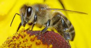 Пчелите и пчелните продукти като индикация за замърсяване на околната среда