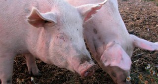 Африканската чума по свинете достигна и Румъния
