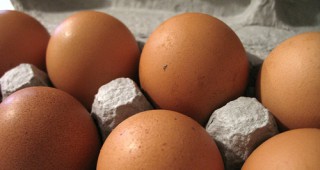 Спряна продажбата на яйца от ферми в Холандия и Белгия