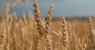 Рекордна реколта от пшеница