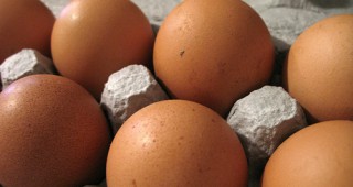 Властите в Холандия, Белгия и Германия все още разследват виновните за скандала със замърсените с фипронил яйца