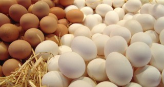 Основна тема на предстоящия Аграрен съвет на ЕС са замърсените с фипронил яйца