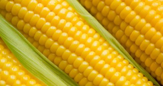 Бразилия ще изнася повече царевица