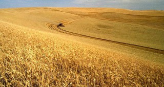 Зърнената реколта в Германия ще достигне общо 45 милиона тона