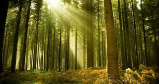 Европейският съд разпореди Полша да прекрати добива на дървен материал в Беловежката гора