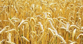 В Силистренска област произведената пшеница за 2009 г. е близо 200 хил.тона