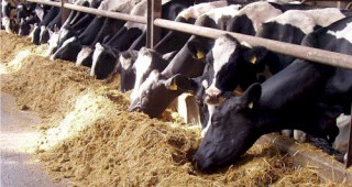 Наредба 3 ще доведе до фалити на говедовъдни ферми