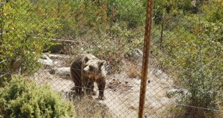 Една мечка и два вълка в село Влахи не са регистрирани в РИОСВ – Благоевград