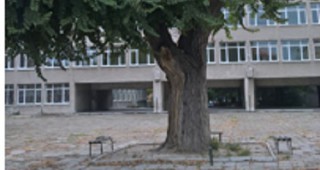 Предстои обявяването на първото вековно дърво в Хасково