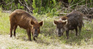 В Габровско отчитат успешен ловен сезон на диви прасета