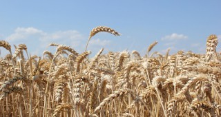Нови предложения пшеница от Косад Семанс