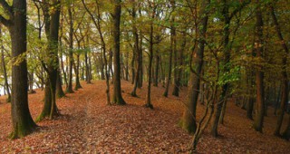 ЕП подкрепи плановете горите да поглъщат повече CO2