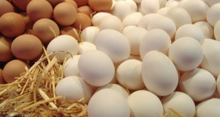 В резултат на извънредните проверки е открит фипронил в яйца от български производители