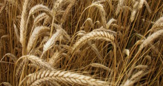 По-малко пшеница през 2010 г.