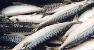 Токсична замразена риба на родния пазар