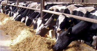 МЕРКОСУР ще е заплаха за говедовъдите в Европейския съюз?