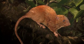 Учени откриха на Соломоновите острови нов животински вид