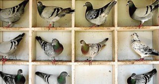 Над 20 хиляди души в страната отглеждат гълъби