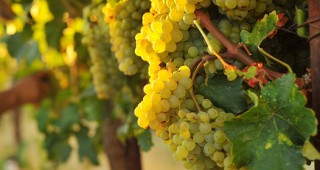 България е една от малкото европейски държави, които тази година ще имат добра реколта от грозде