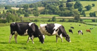 Съвременните аспекти при селекцията на говедовъдството в България представят днес