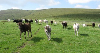 Ирландия ще доставя на Турция 100 000 телета годишно