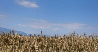 Значително по-слаба зърнена реколта за стопаните в Казахстан