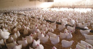 Нови технологии при отглеждането на селскостопански птици, нови изисквания при производството на пилешко месо и яйца