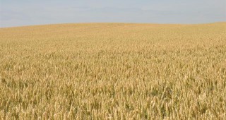 Близо 900 милиона евро допълнителна помощ ще получат руските зърнопроизводители до 2020-та