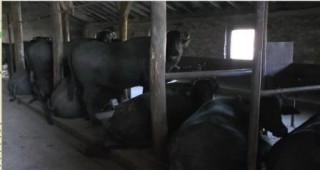 Фермите за биволи в Добруджа се броят на пръсти
