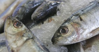 Вода и карбонати в замразена риба в Германия
