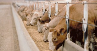 Технологии за отглеждане на месодайни говеда
