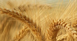 Над 2 милиарда тона ще бъде световното потребление на зърно