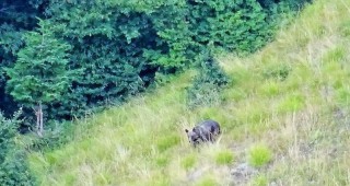 Популацията на мечките в Национален парк Централен Балкан е стабилна
