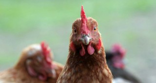 Четири огнища на инфлуенца по птиците са констатирани до момента на територията на страната