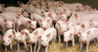Програма за подпомагане на свиневъдството на стойност 446 милиона евро стартира румънското правителство