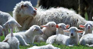 Овцевъдите получиха близо 24 милиона лева по схемата ПНДЖ3