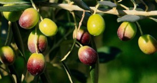 В Петрич маслиновите дръвчета набират все по-голяма популярност