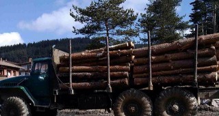 Горски инспектори и служители на полицията разкриха нелегални складове за продажба на дървесина в Пловдив